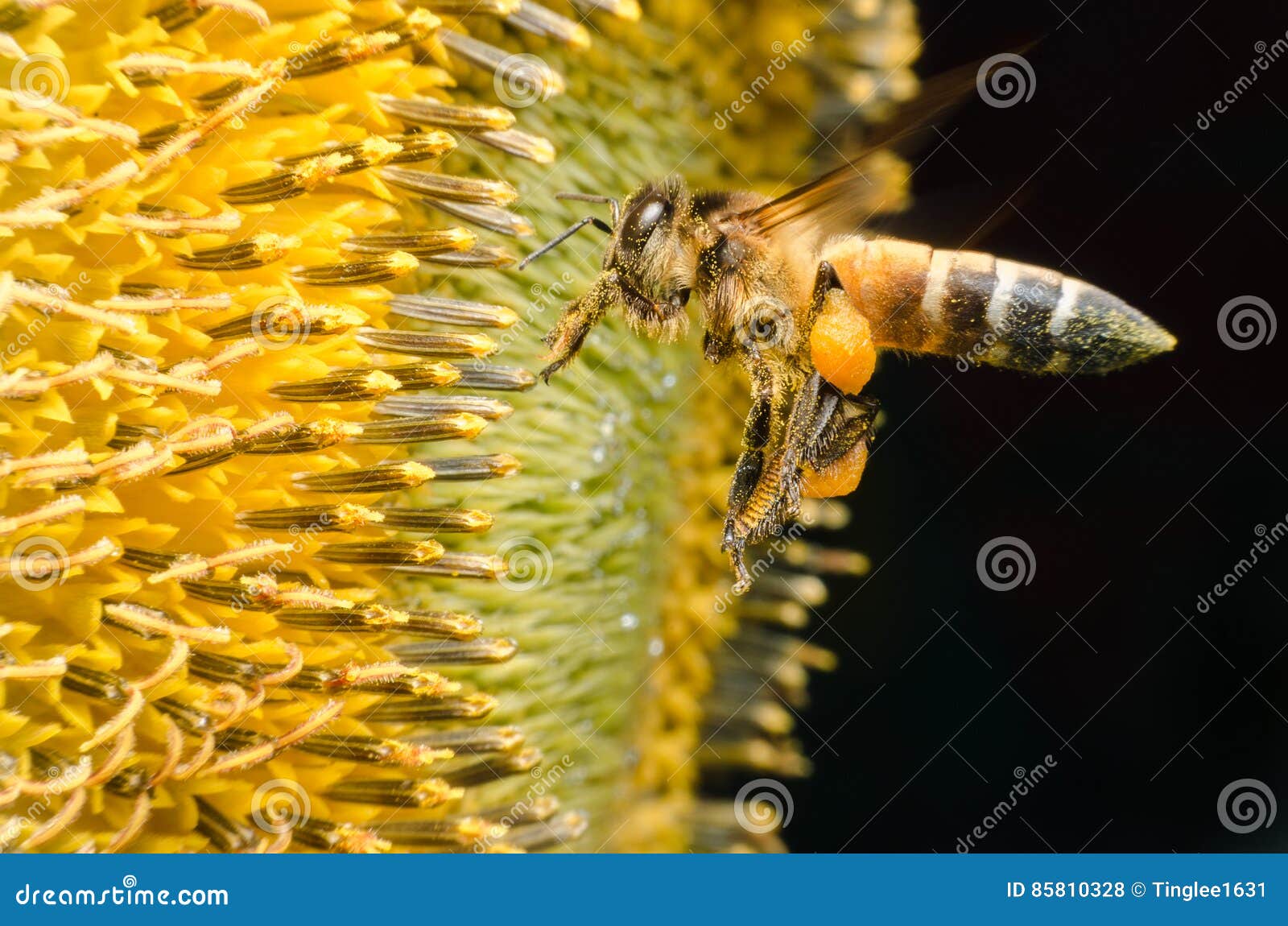 worker bee gathering nectar from sunflowers.