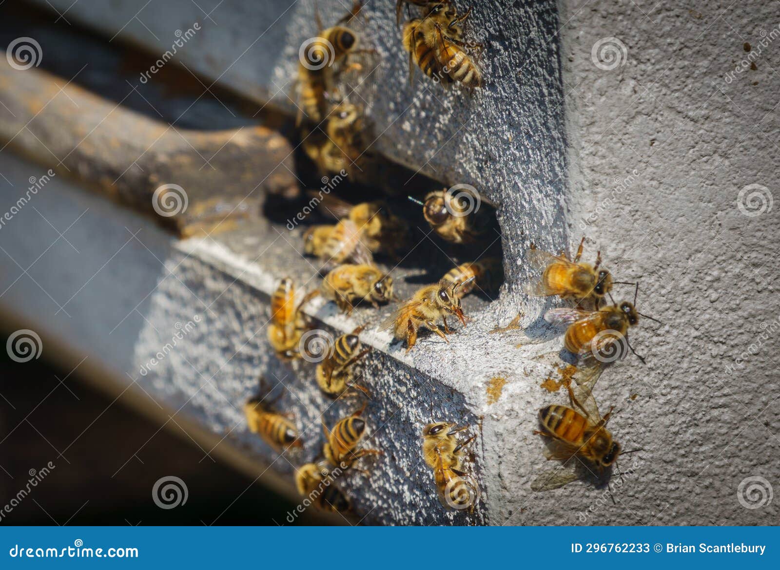 Worker Bees Surround One in Focus in Entrance To Hive Stock Image ...