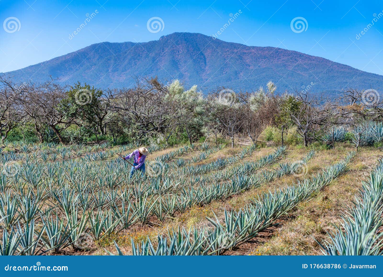 worker in blue agave field in tequila, jalisco, mexico