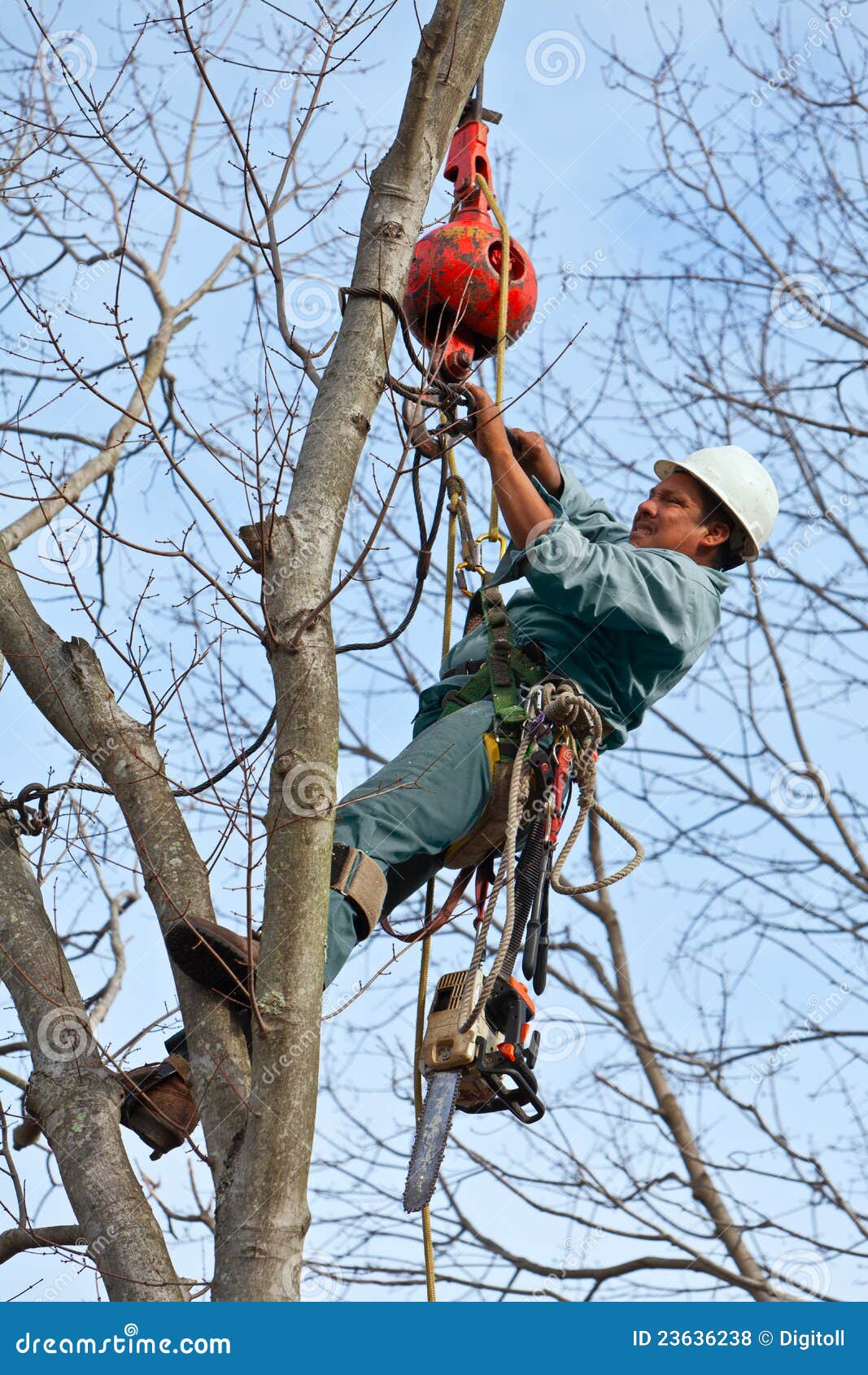 Worker with Chainsaw in a Tree Stock Photo - Image of green, safety:  23636238