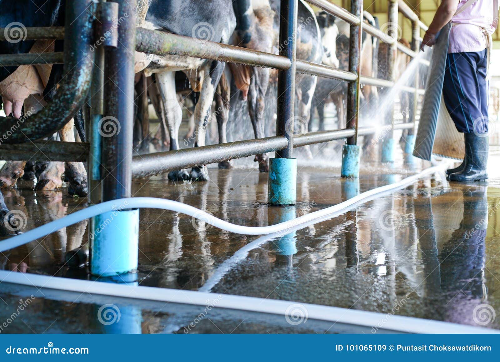 worker cleaning floor and cowshed in dairy farm