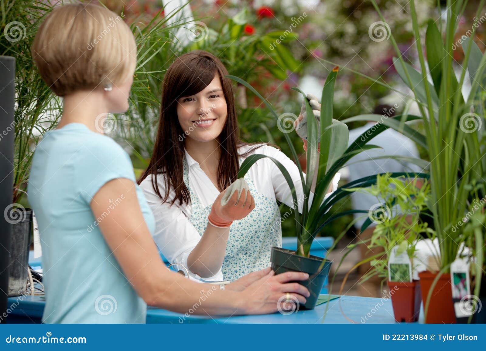 Worker and Customer in Greenhouse Stock Photo Image of buyer, female