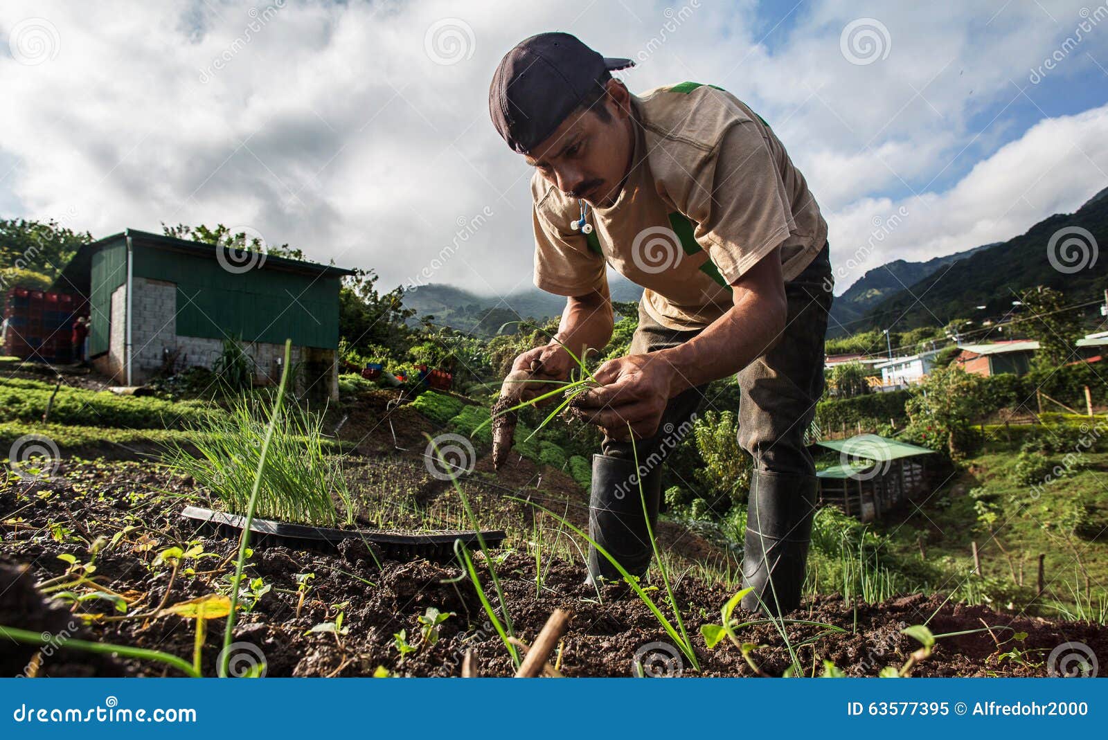 worker growing chives in central america