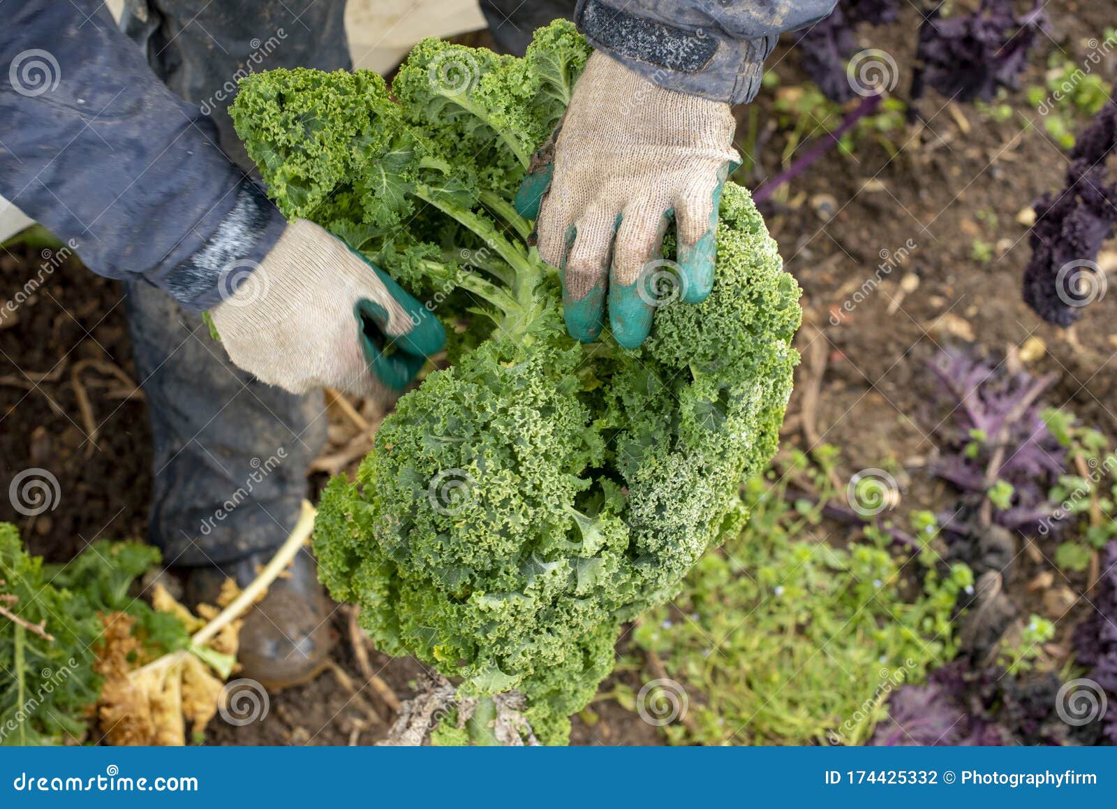 Worker Handling a Green Kale Plant for Harvesting Stock Photo Image