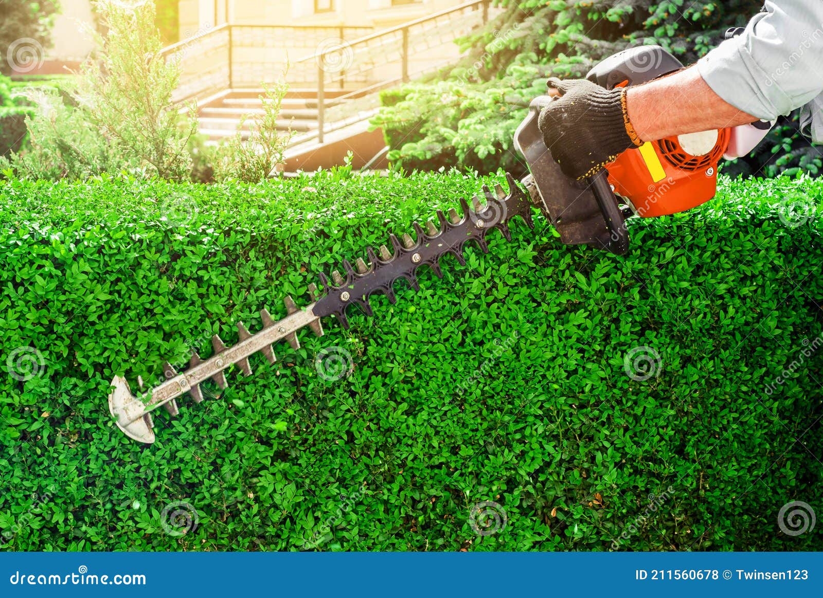 worker hands pruning bushes with the garden gasoline scissors. work in the garden, pruning the hedge