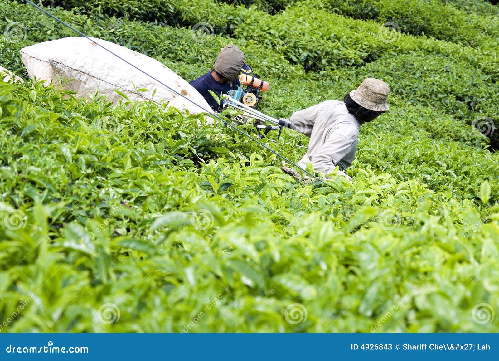 Worker Harvesting Tea Leaves Editorial Stock Photo Image of basket