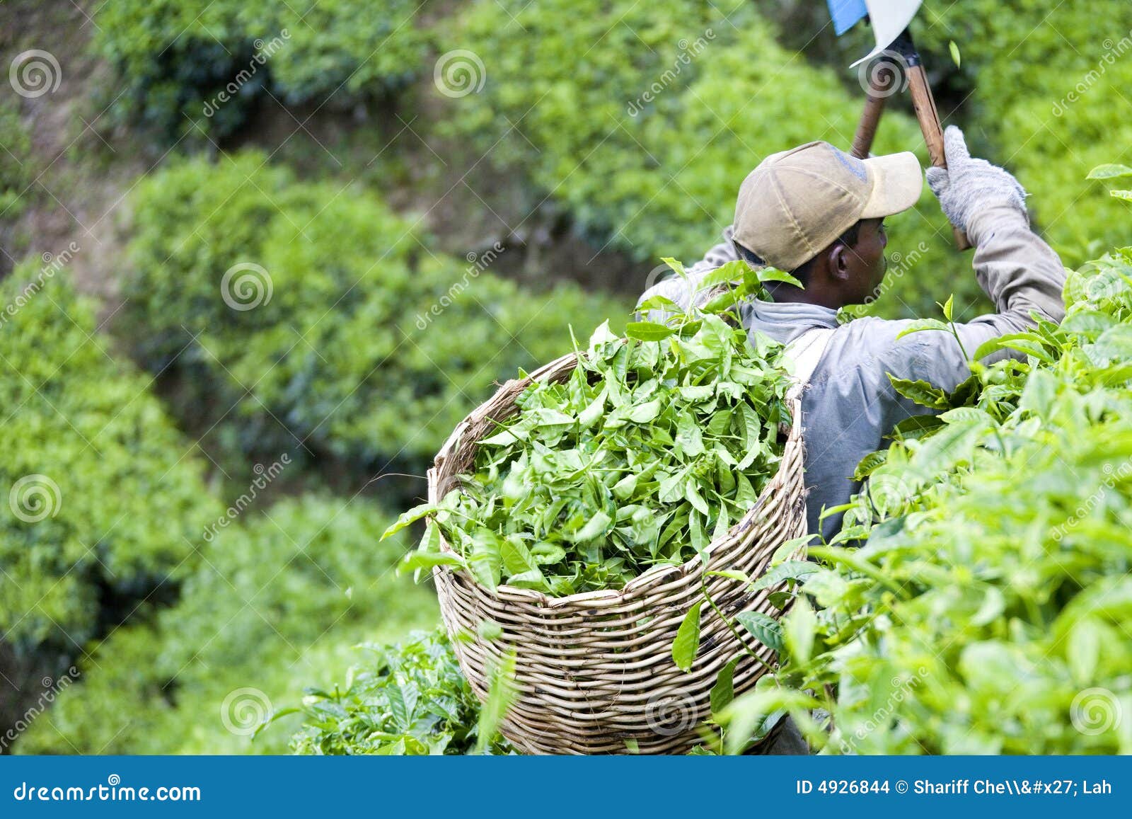 Worker Harvesting Tea Leaves Editorial Stock Image Image of drinks