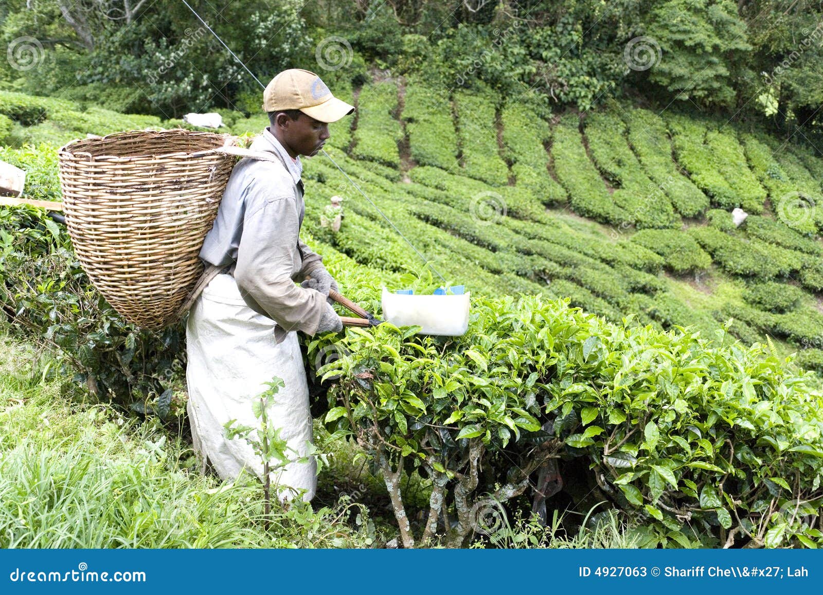 Worker Harvesting Tea Leaves Editorial Stock Photo Image of drink