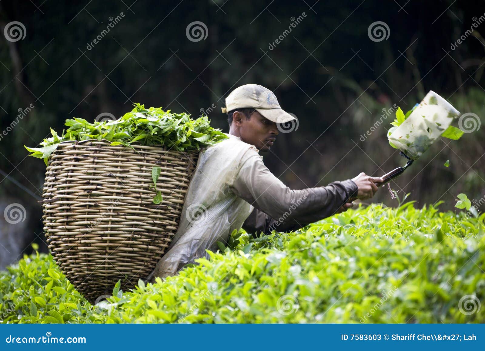 Worker Harvesting Tea Leaves Editorial Stock Photo Image of estate
