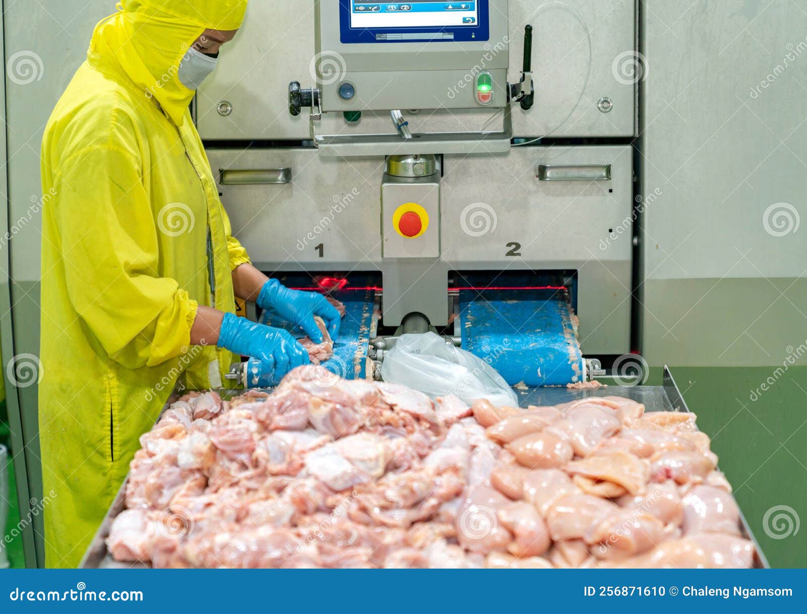Worker Paste Chicken Meat on Conveyor Belt Stock Photo Image of farm