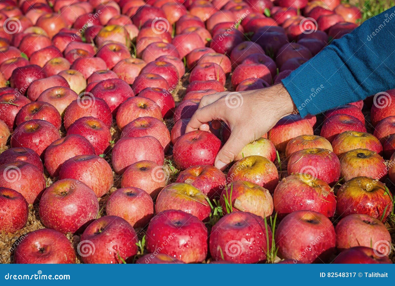 Worker picking apples stock image. Image of apples, harvest 82548317