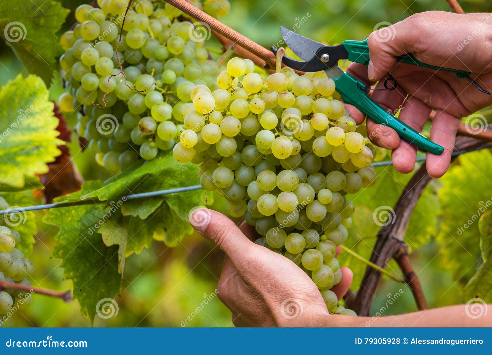 Купить Технический Виноград Для Вина В Москве
