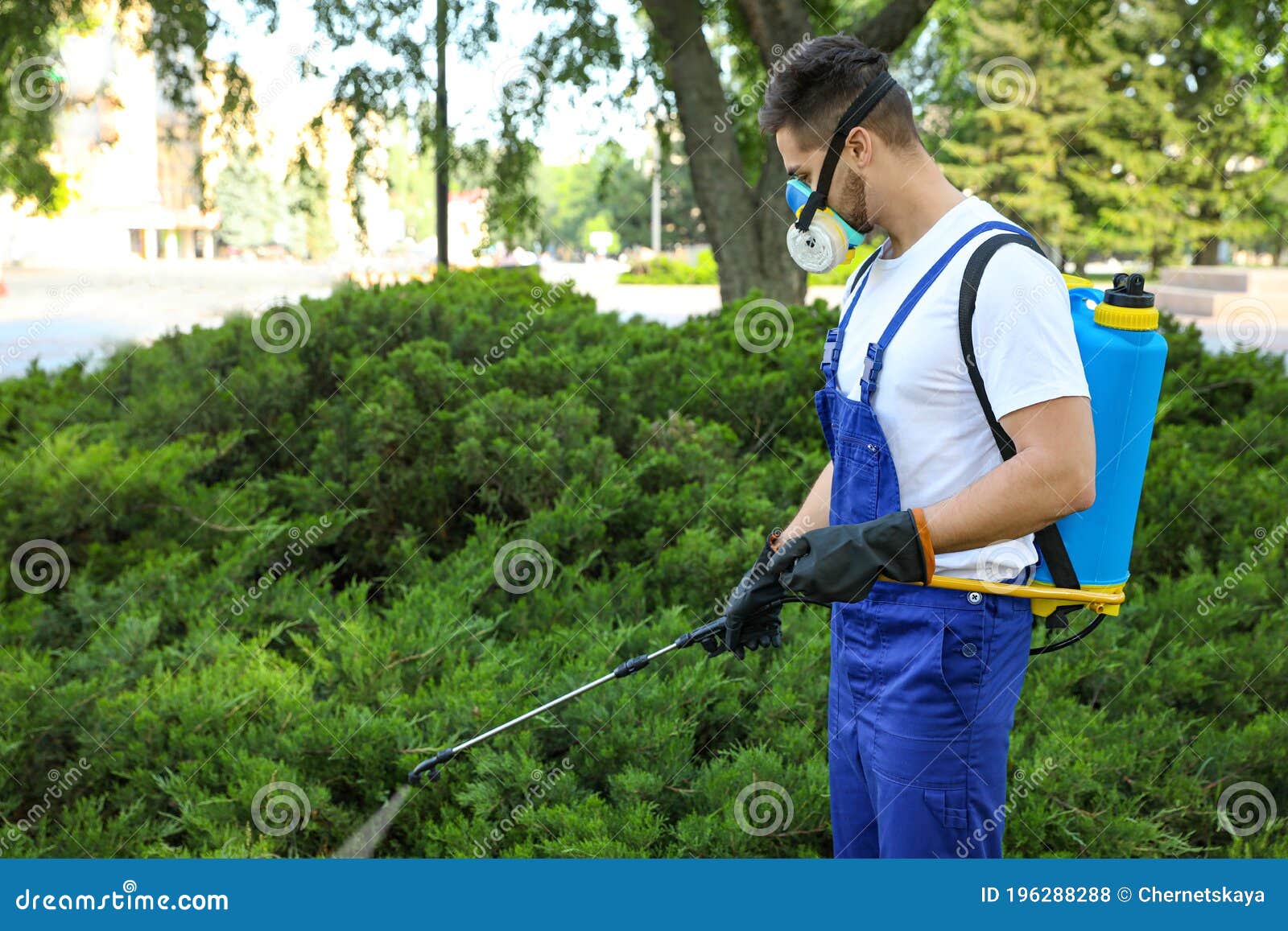 Worker Spraying Pesticide Onto Green Bush Outdoors. Pest Control Stock