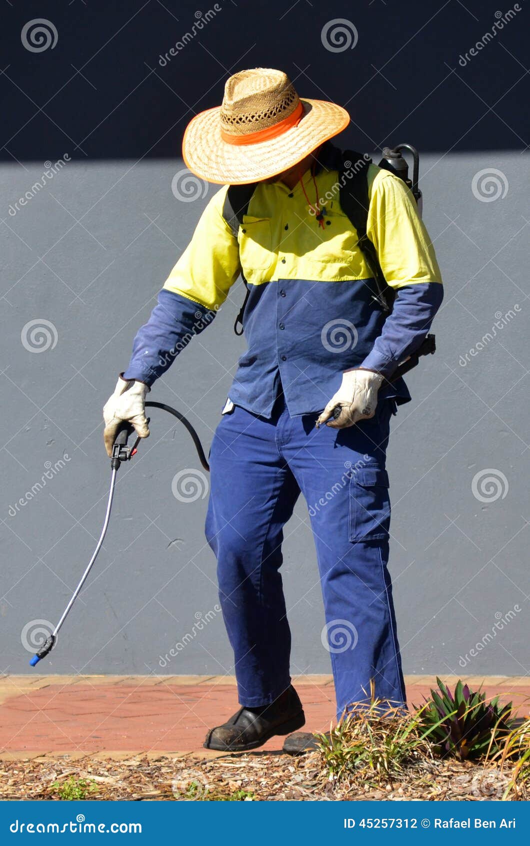 BRISBANE, AUS - SEP 25 2014:Worker sprays plants in city garden in Brisbane. The City is responsible for controlling pest plants and animals on public land.