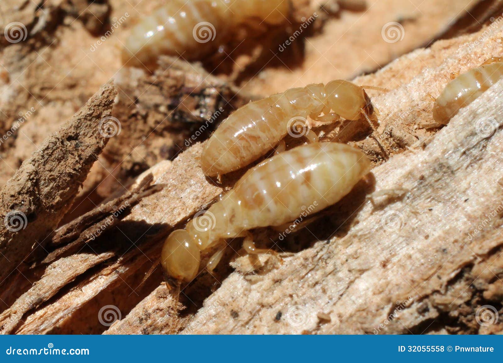 Worker Termites on Rotten Wood Stock Photo Image of crawling