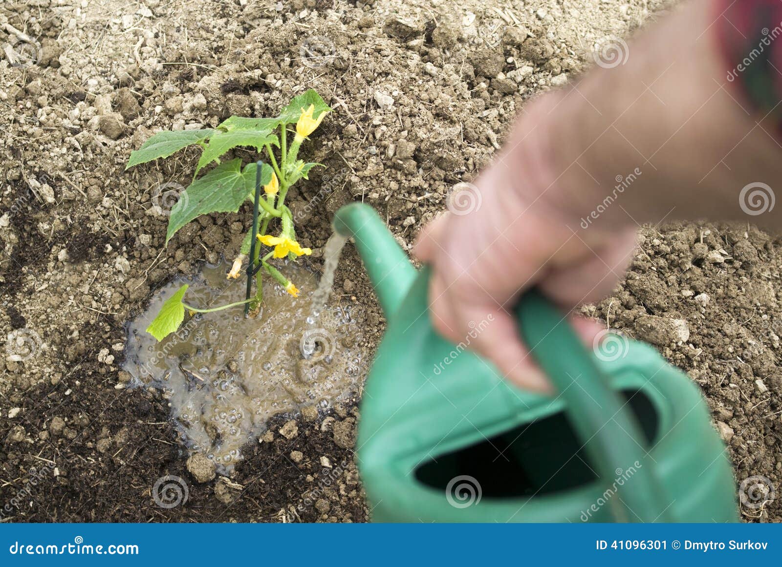 Worker watering plants stock image. Image of elderly 41096301