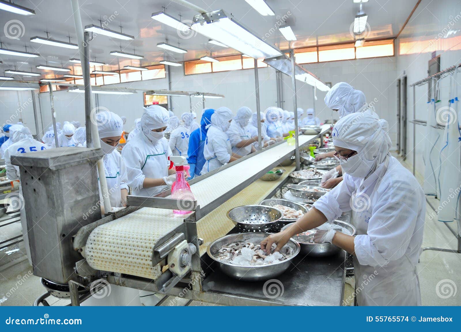Workers are Classifying Octopus for Exporting in a Seafood Processing