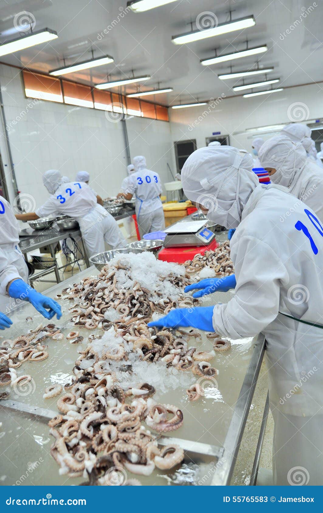 Workers are Classifying Octopus for Exporting in a Seafood Processing