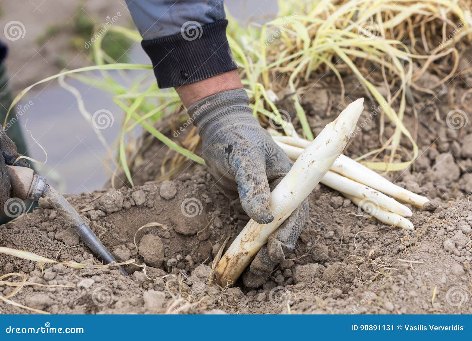 Workers In The Farm During Harvesting White Asparagus Stock Image Image Of Harvest Employee 90891131,Transplanting Yucca
