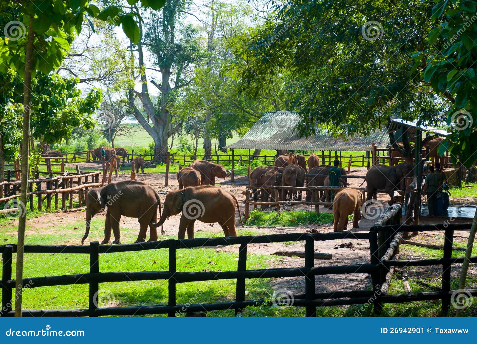 Workers Feeding Baby Elephants with Milk Editorial Photo Image of