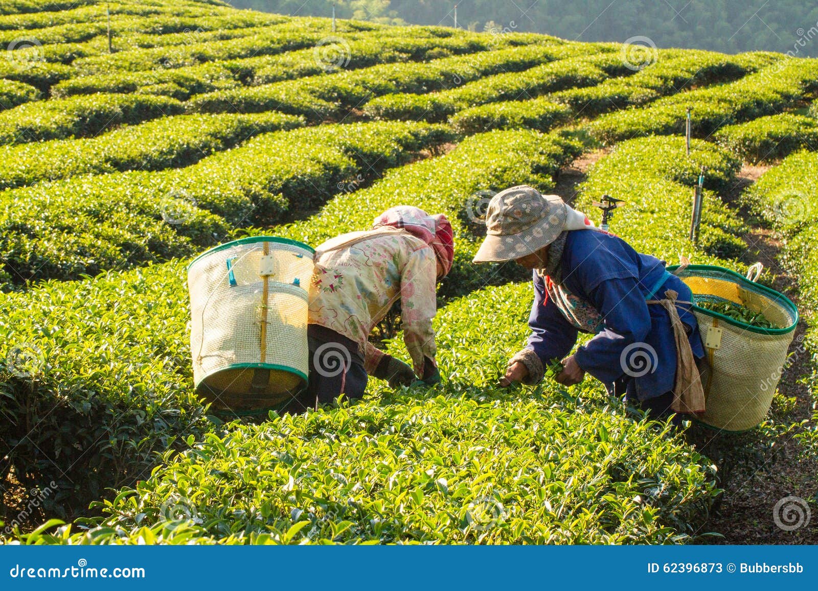 Workers Harvesting Green Tea Leaves in a Tea Plantation. Editorial