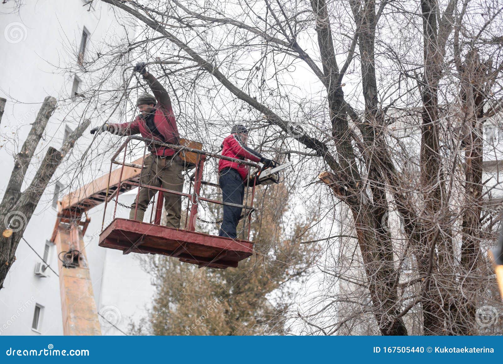 Workers In The Municipal Utilities Cut Tree Branches Trimming