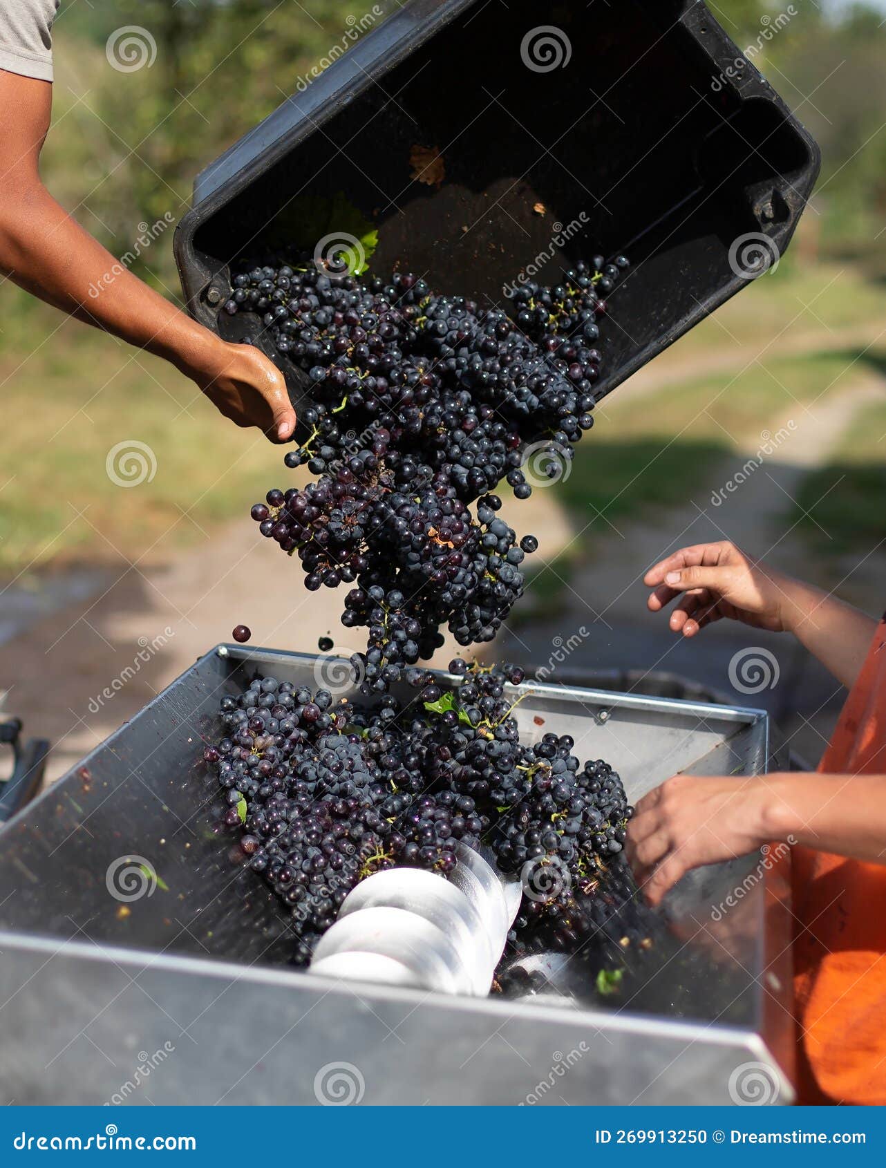 workers pouring grape in grape squezzing machine
