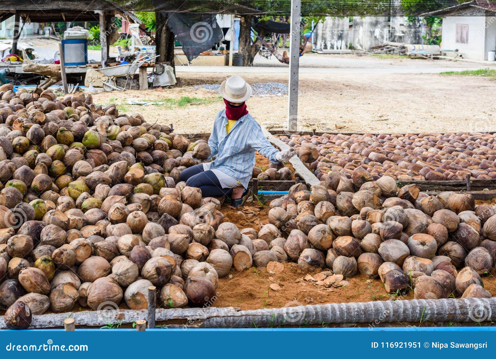 Workers are Sorting Coconut for Cutting and Arranging for Breeding Editorial Photo Image of