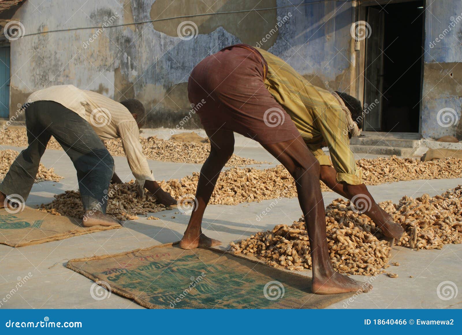 Workers At The Spice Market In Cochin, Kerala, Ind Editorial Photo