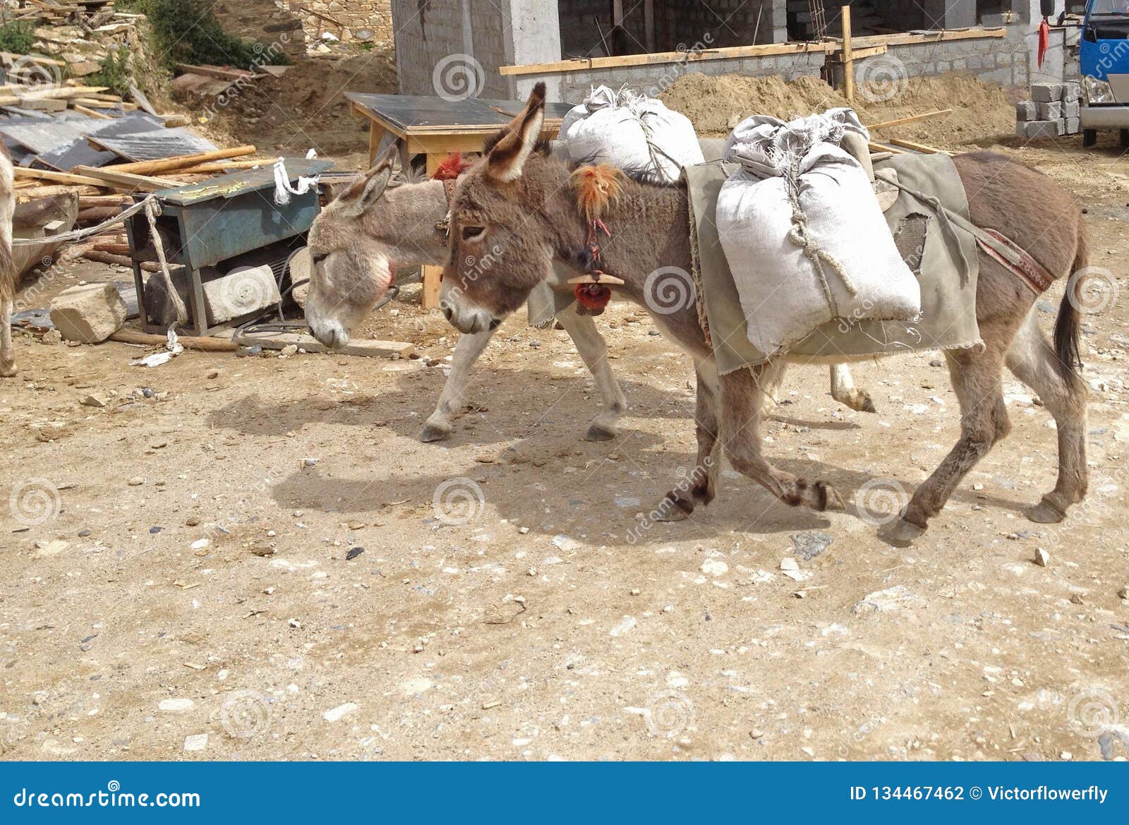 Working Animal Used As Draught or Pack Animals in Underdeveloped Areas,  Donkeys Ass, Mule, Jack Carrying Sacks in Construction Stock Photo - Image  of donkey, heavy: 134467462