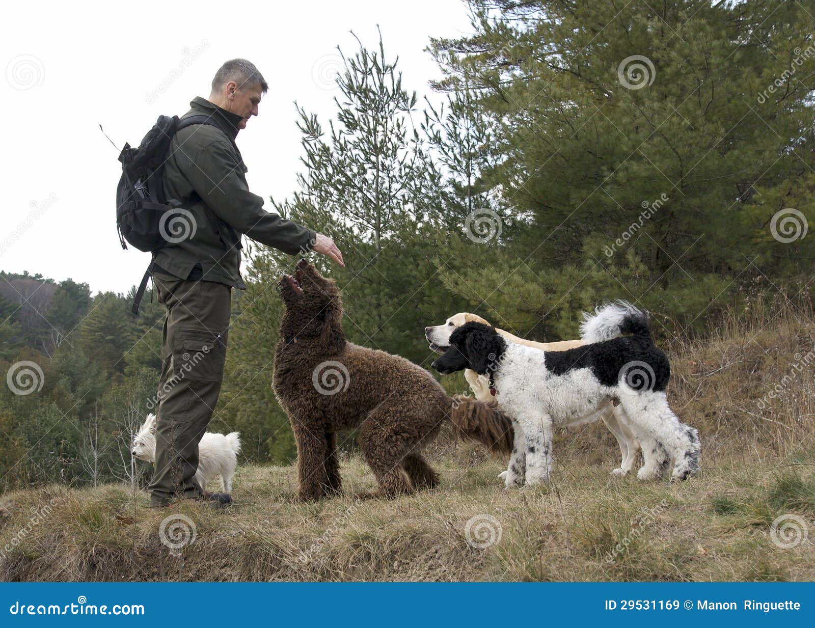 Working with Animals Dog Whisperer Stock Image Image of pets