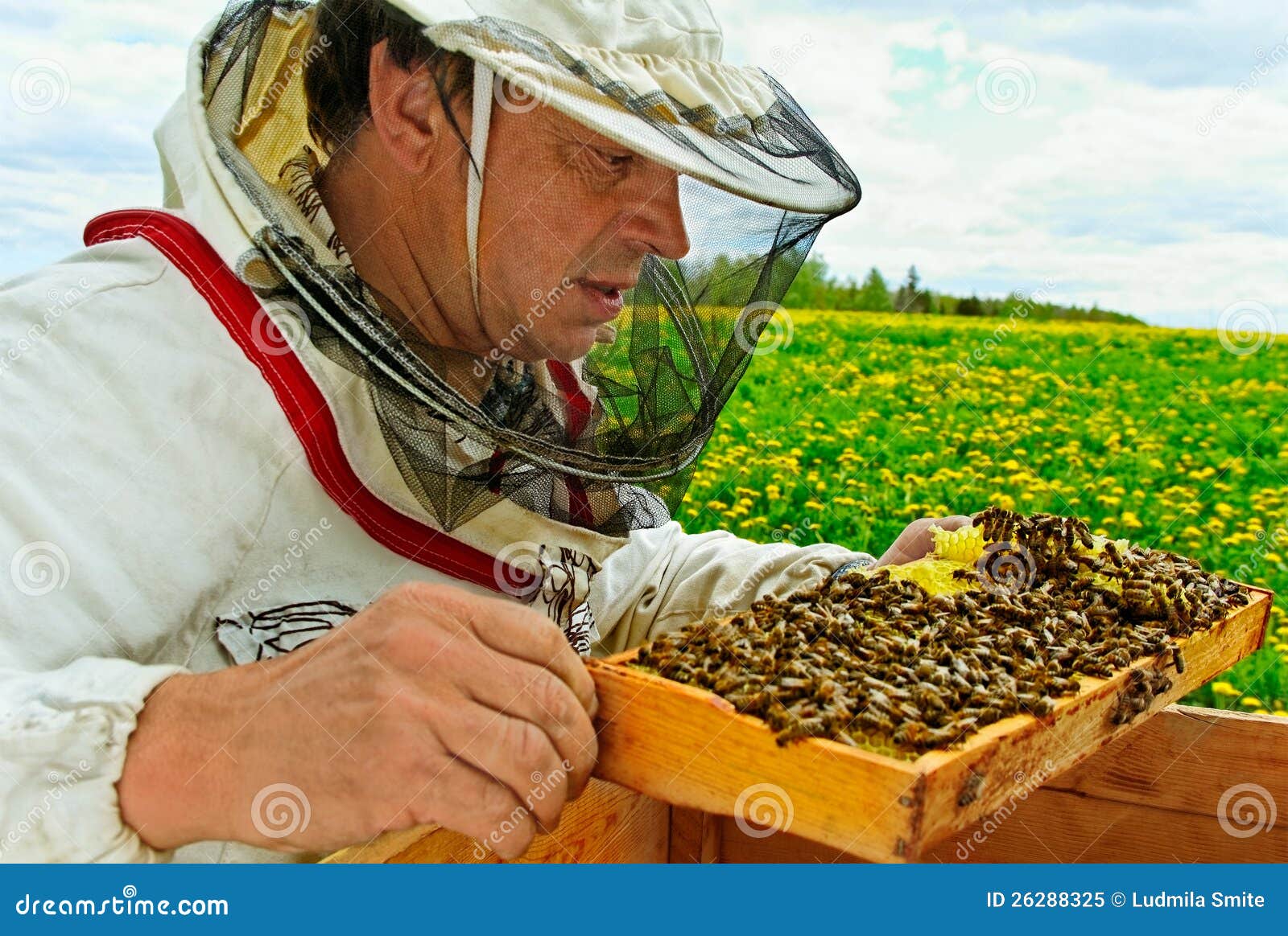 Working Apiarist Stock Image Image Of Beekeeping Honey 26288325