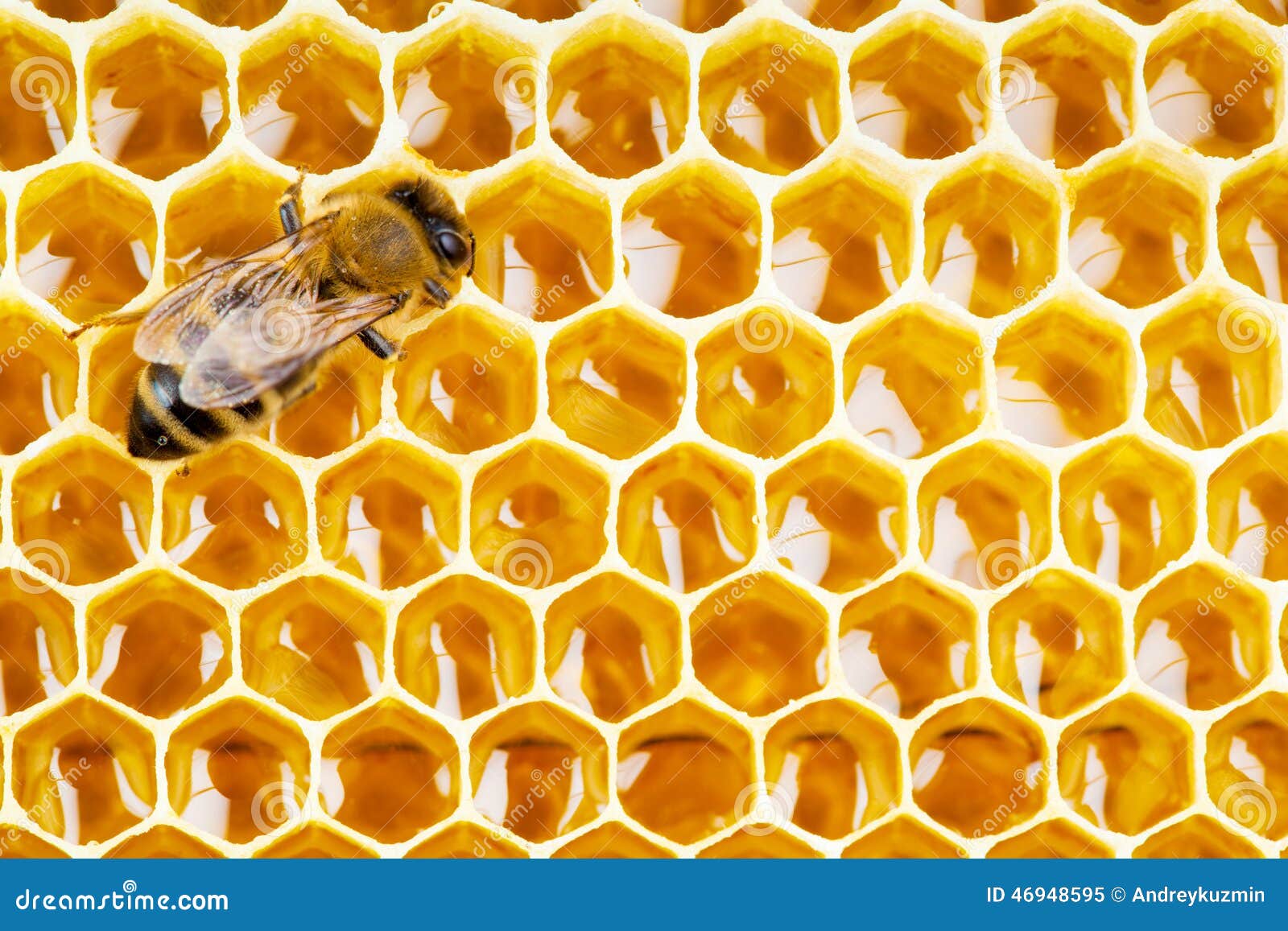 working bee on honeycomb cells