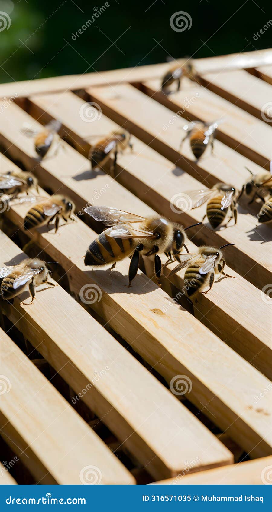 working bees diligently attend to honeycomb frames within bee hive