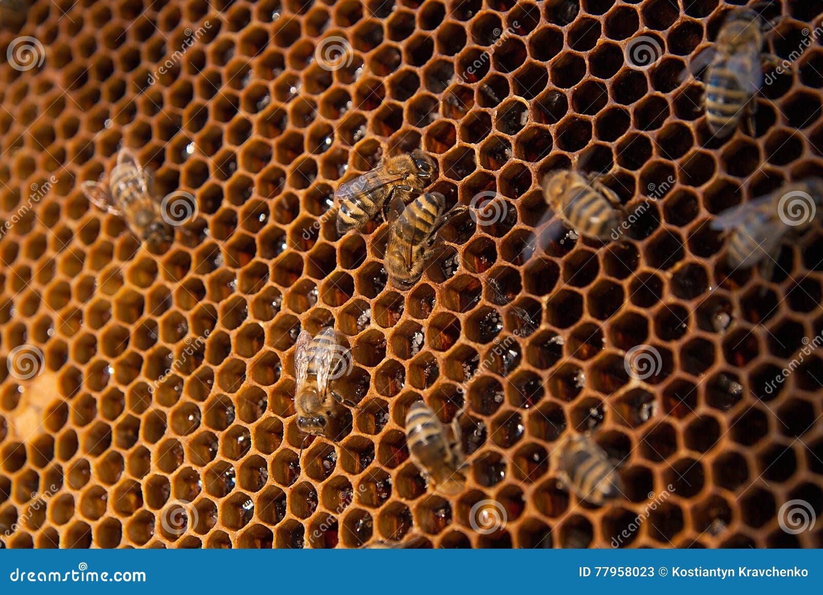 Download Working Bees On The Yellow Honeycomb With Sweet Honey ...