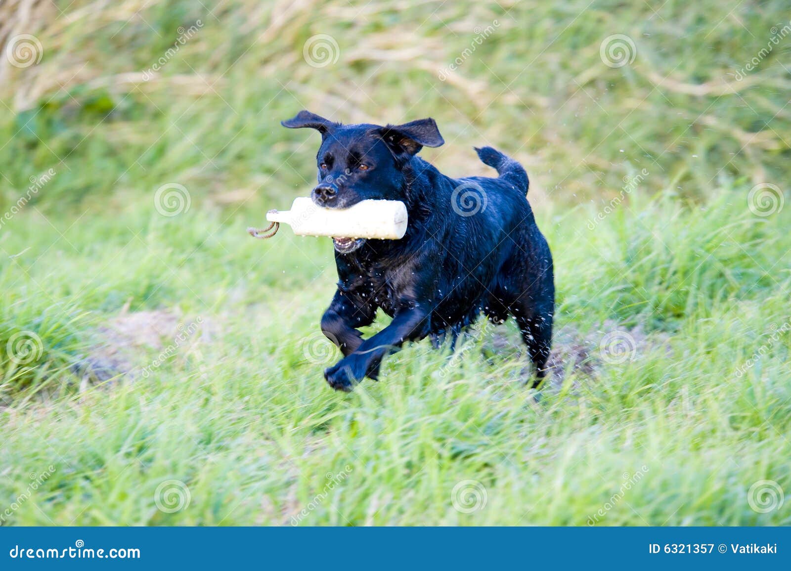 Working Black Labrador Retriever Stock Image Image of companion