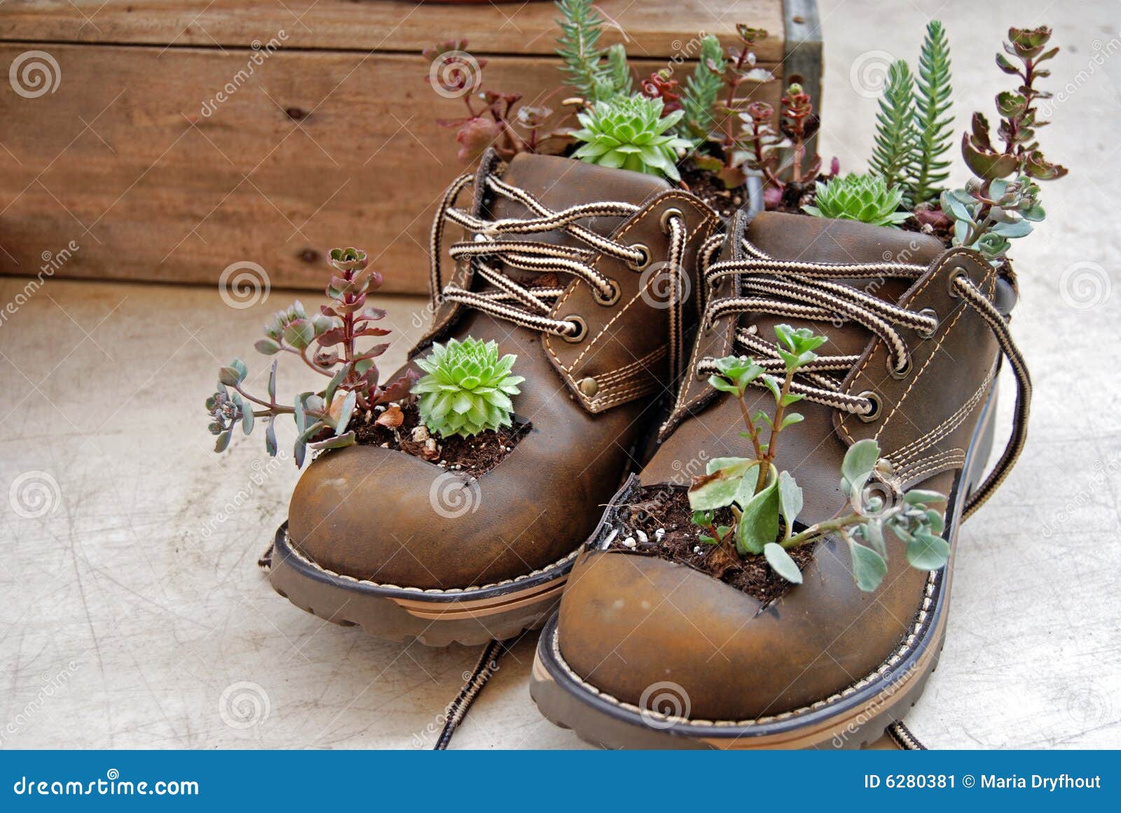 Succulent plants in boots stock image. Image of rural 6280381
