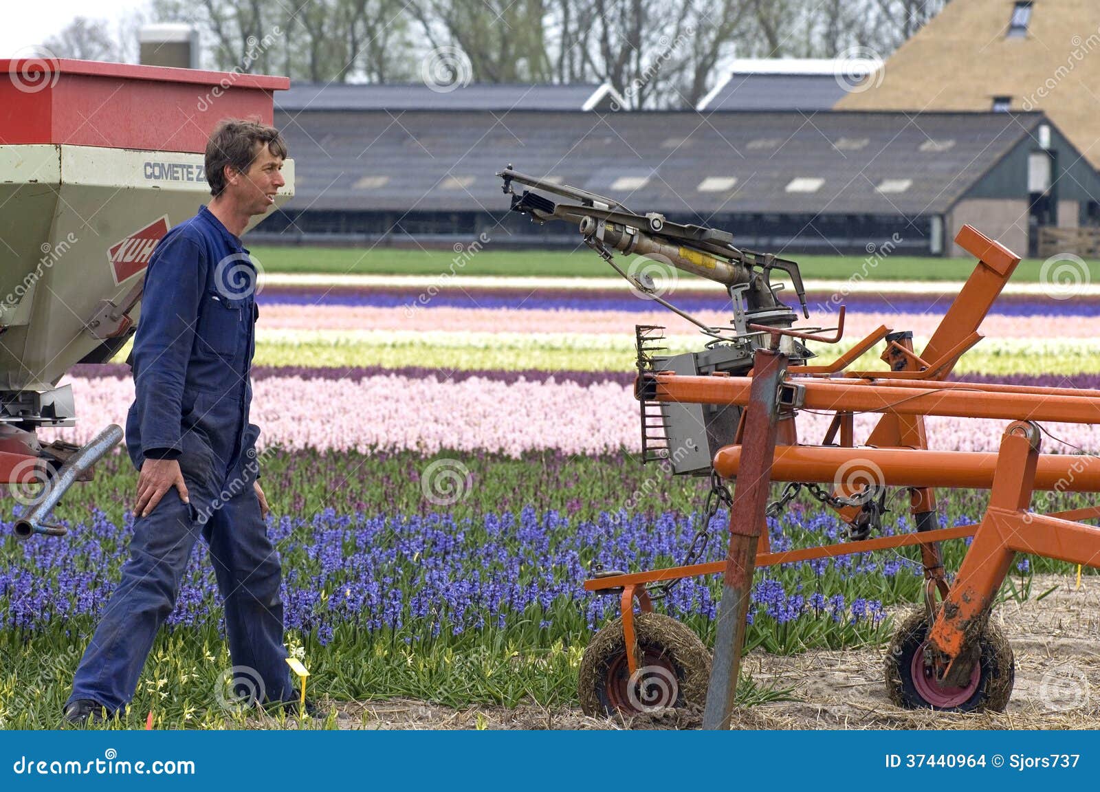 Working Bulb Grower in Bulb Field, Netherlands Editorial Stock Image