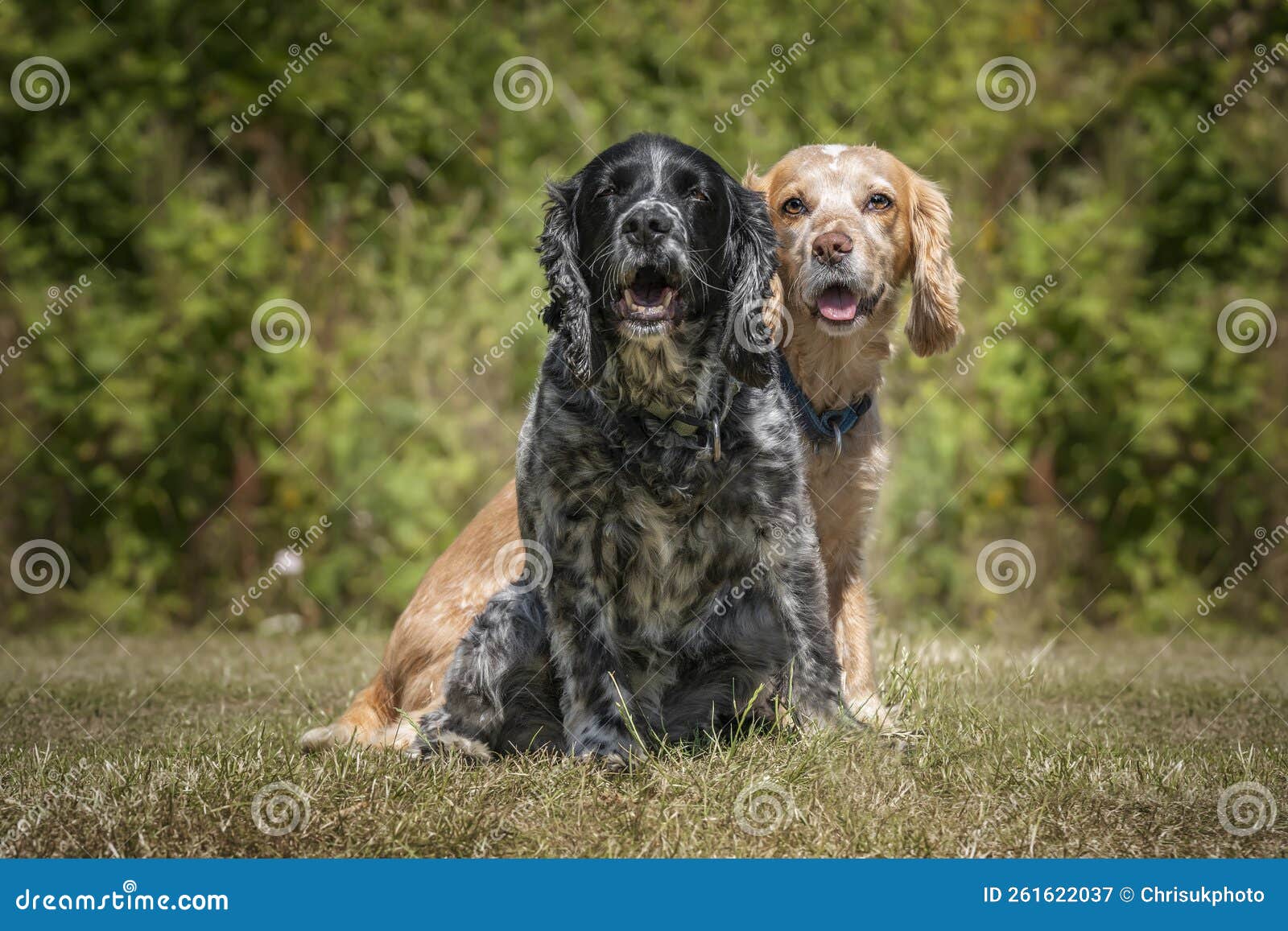 Working Cocker Spaniel Lemon Roan and Blue Roan Sitting and Looking at