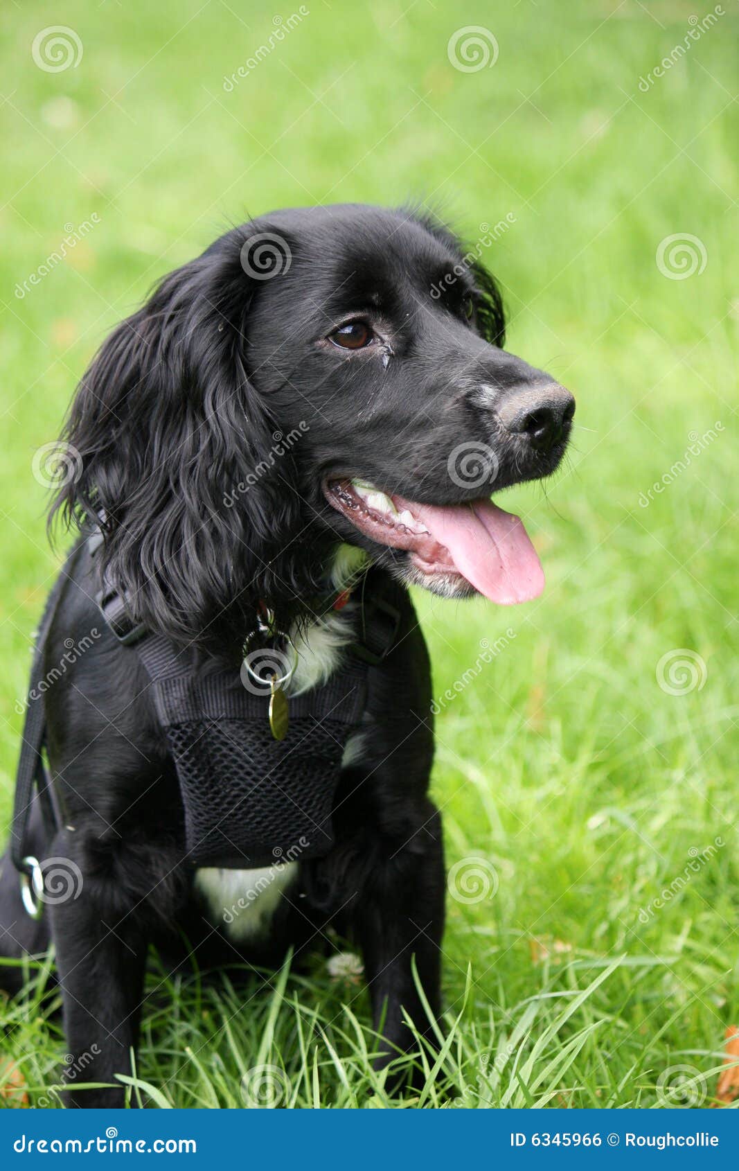 field spaniel puppies