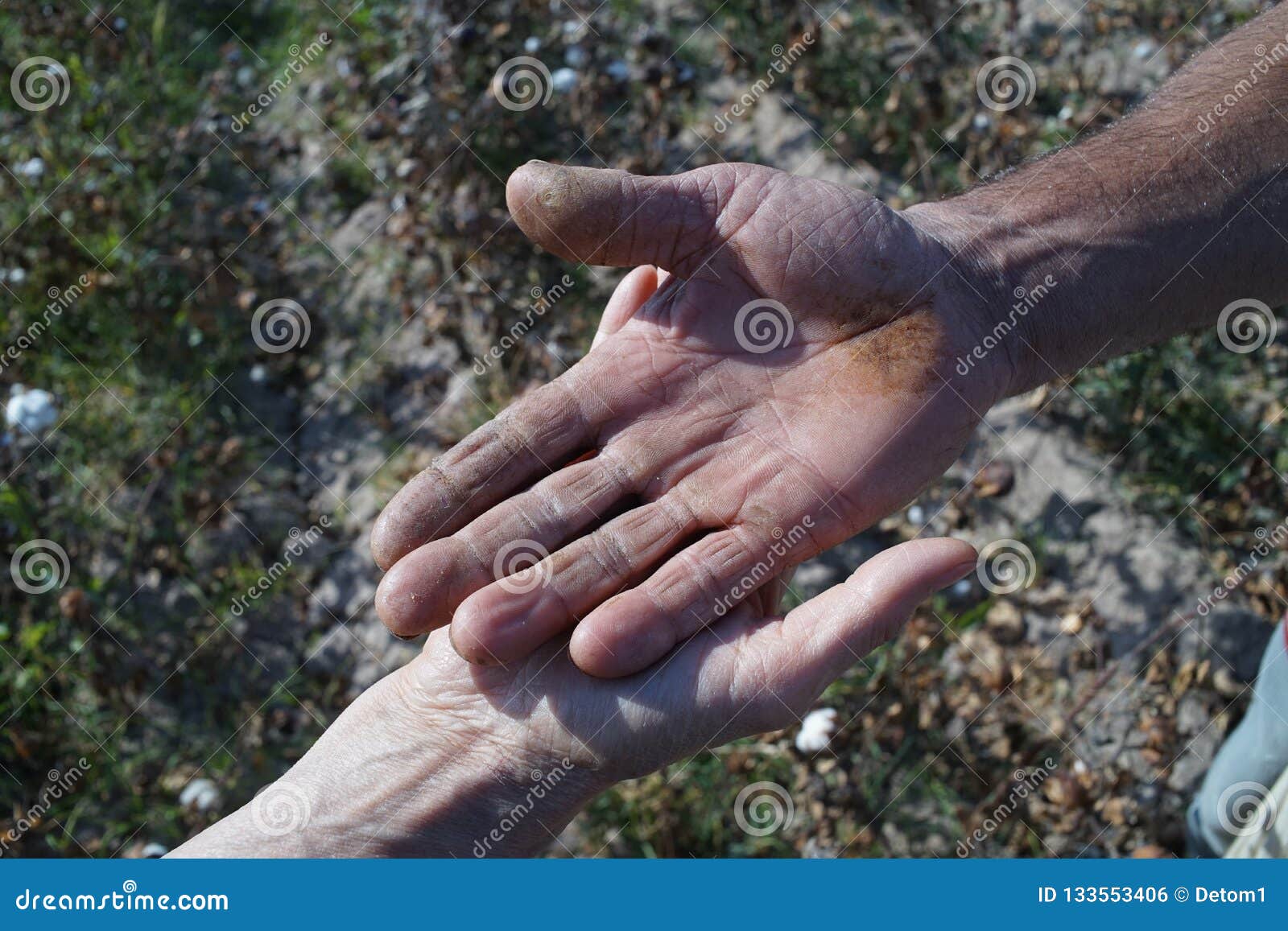 Working Cotton Picker Hands Uzbekistan Asia Stock Photo Image of hard, traditional 133553406
