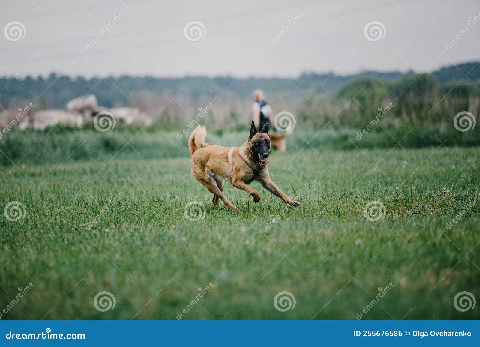 Working dog. Dog training stock photo. Image of mammal 255676586