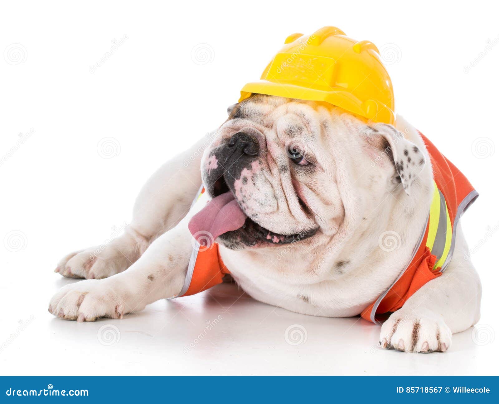 Working Dog Wearing Construction Vest Stock Image Image of laying, construction 85718567