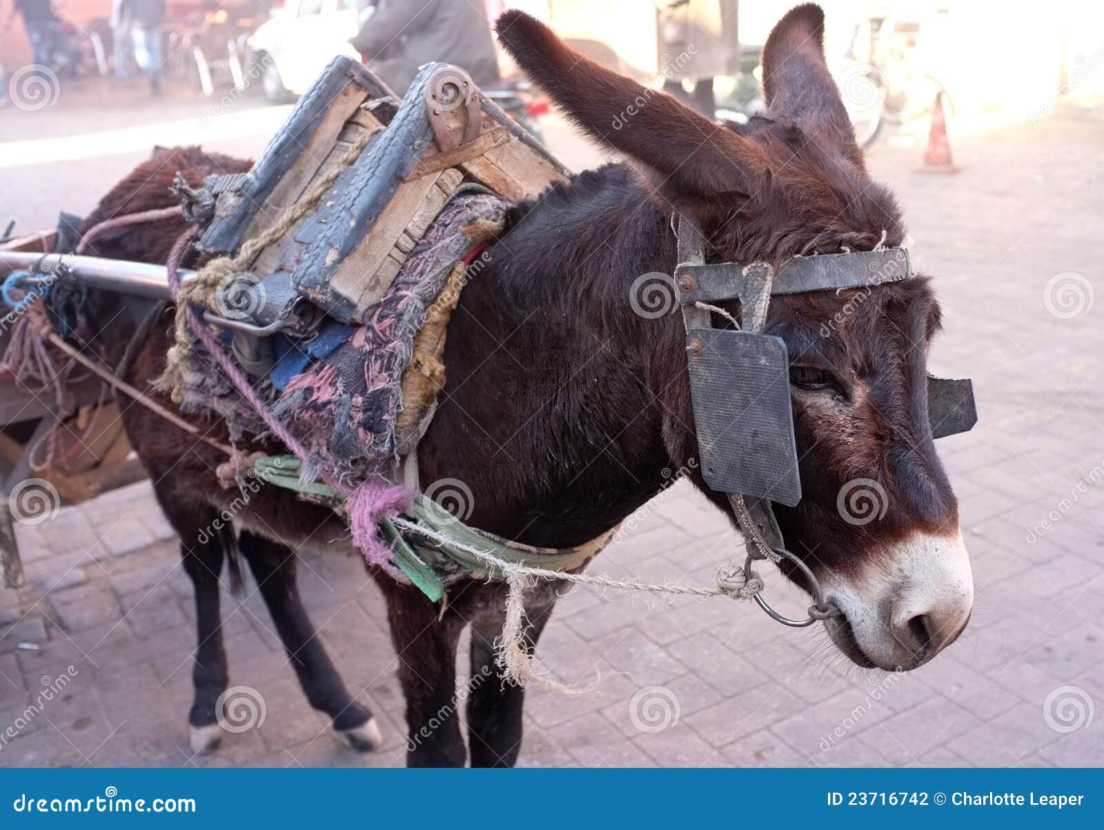 Image result for donkey blinkers