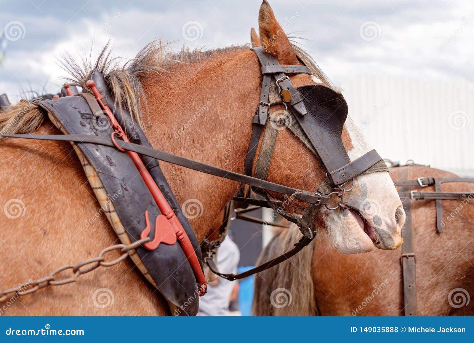 A Draught Horse In harness. Working draught horse in harness in a festival street parade