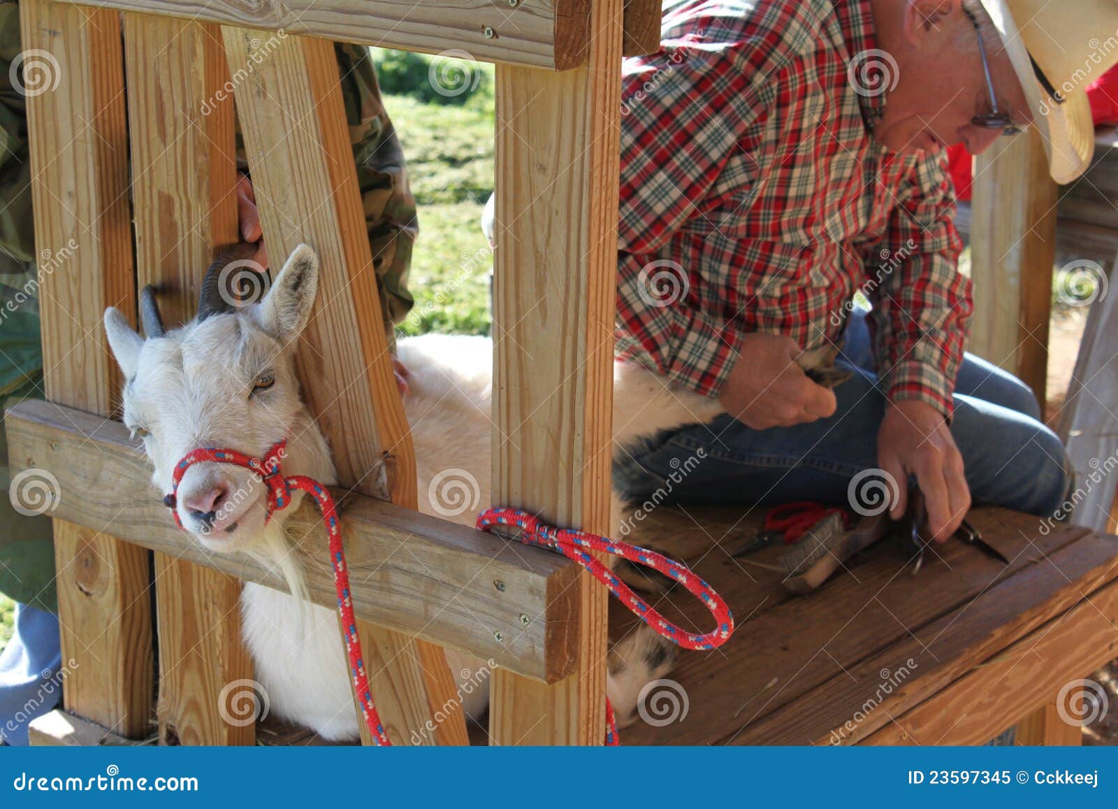 Working on the Goats Hoof stock image. Image of stanchion 23597345