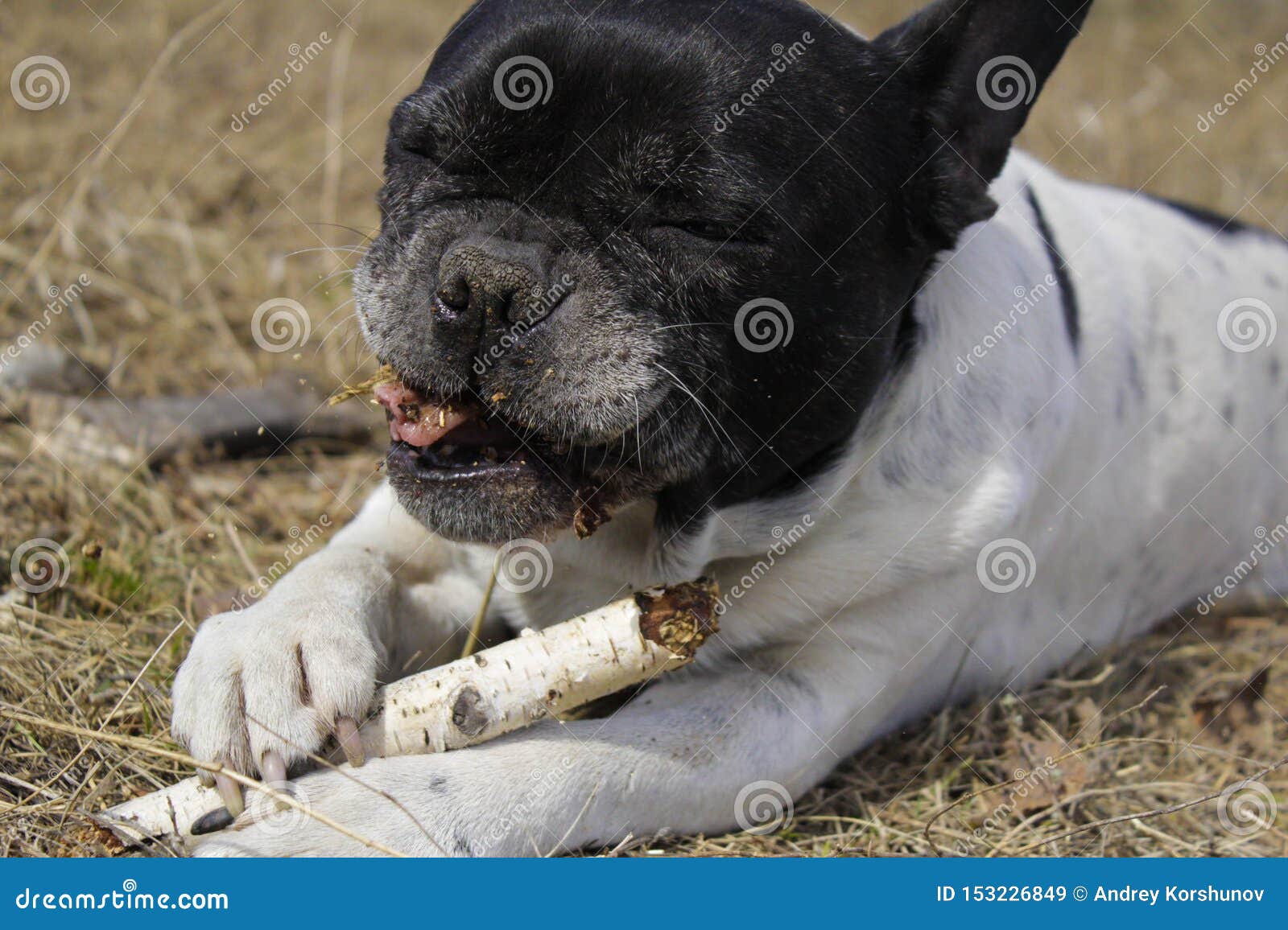 working gun dog