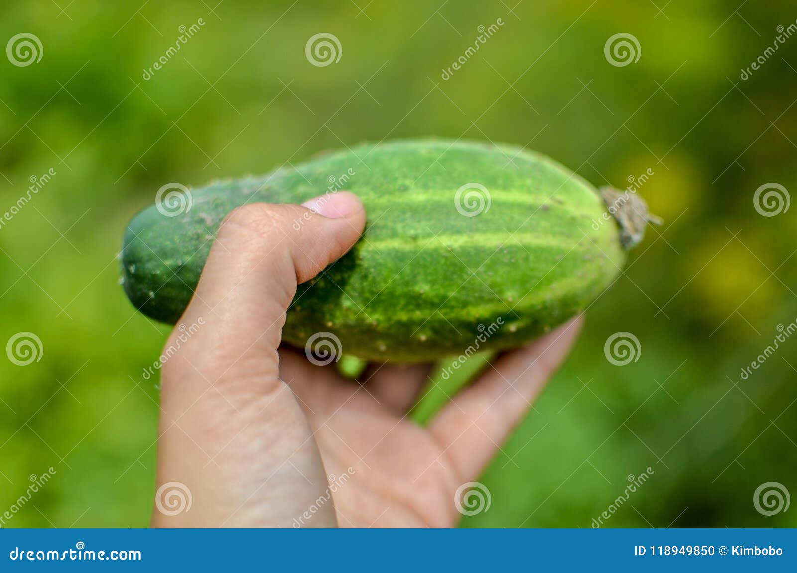 working hand with green cucumber. vegetables in the hands.