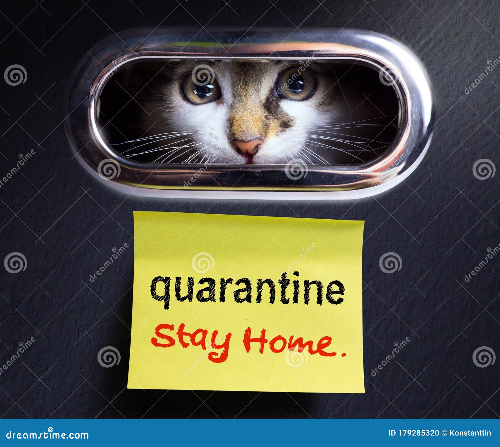 working from home; covid-19 quarantine concept; scared kitten locked quarantined in his house