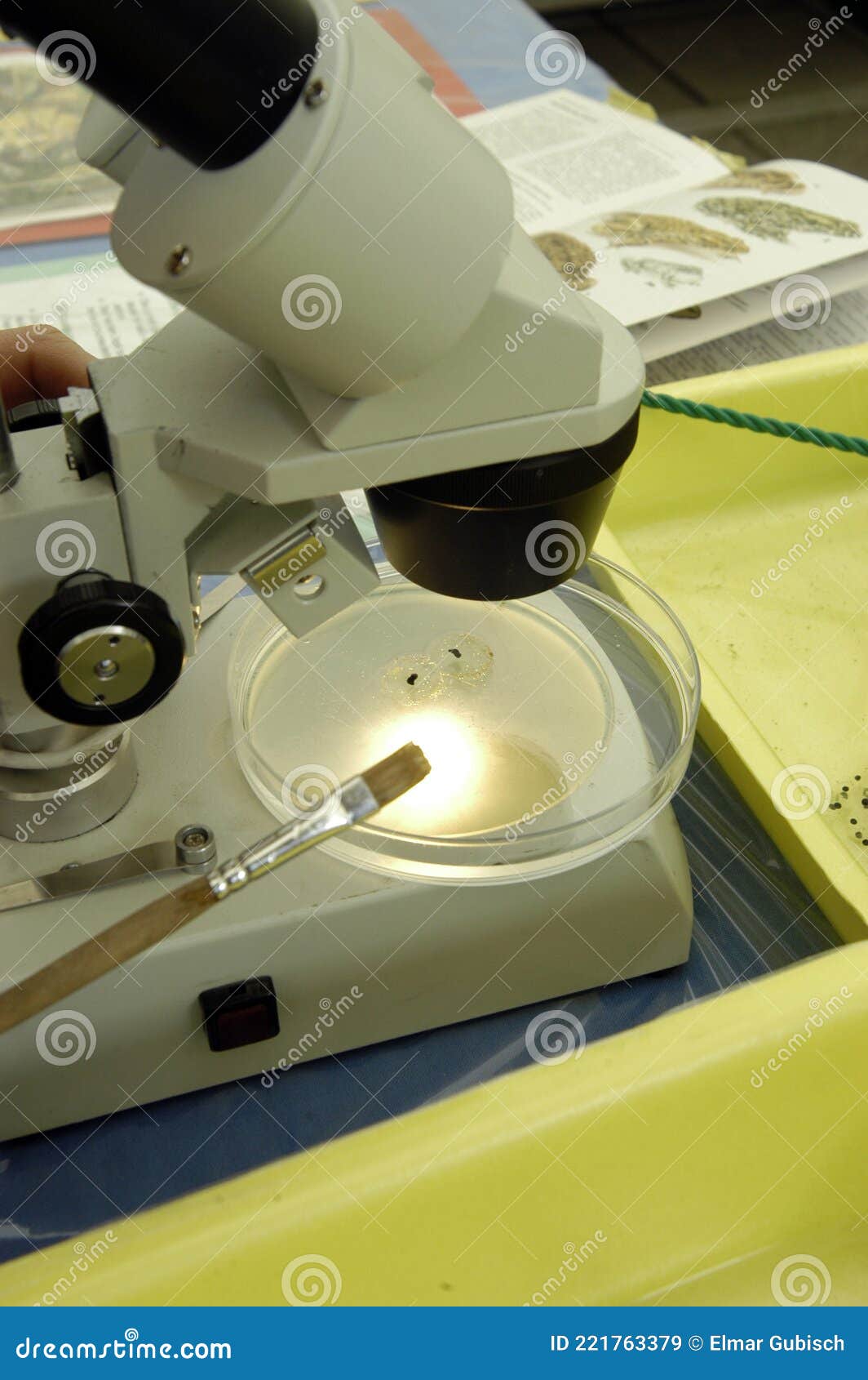 Working with Microscope in Lab Stock Image Image of measurement